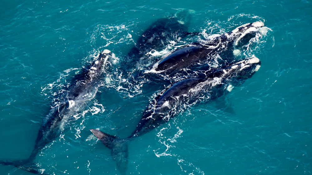 R Cord De Ballenas En El Ltimo Relevamiento A Reo Sobre La Pen Nsula