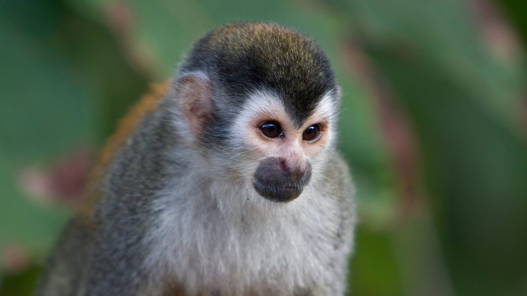 robaron-un-mono-titi-del-ex-zoologico-de-la-plata