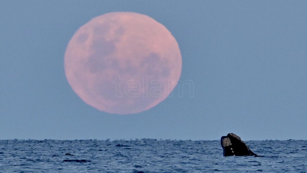 la-superluna-del-ciervo,-mas-grande-y-luminosa,-ya-puede-verse-en-argentina